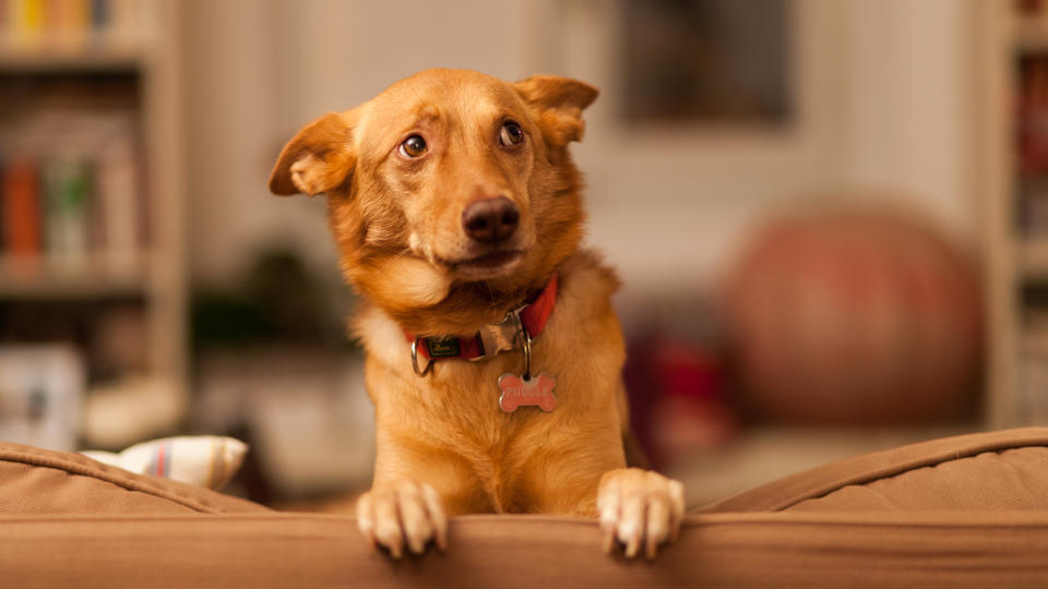 Close-Up Of golden Dog On Sofa looking scared or worried. 