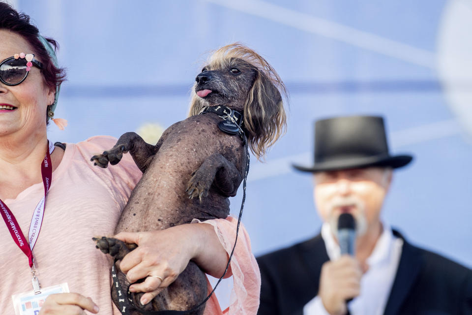 Himisaboo, who also goes by Trump Dog, competes in the World's Ugliest Dog Contest at the Sonoma-Marin Fair in Petaluma, Calif., Friday, June 21, 2019. (AP Photo/Noah Berger)