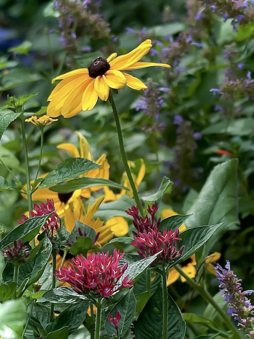 Sunstar Lavender pentas also make great partners with Color Coded coneflowers.