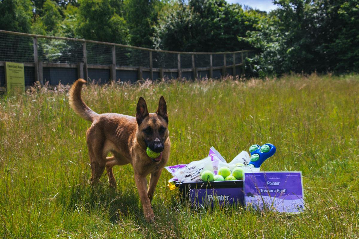 The free dog treasure hunt is coming to a field near Taunton. <i>(Image: Pointer)</i>