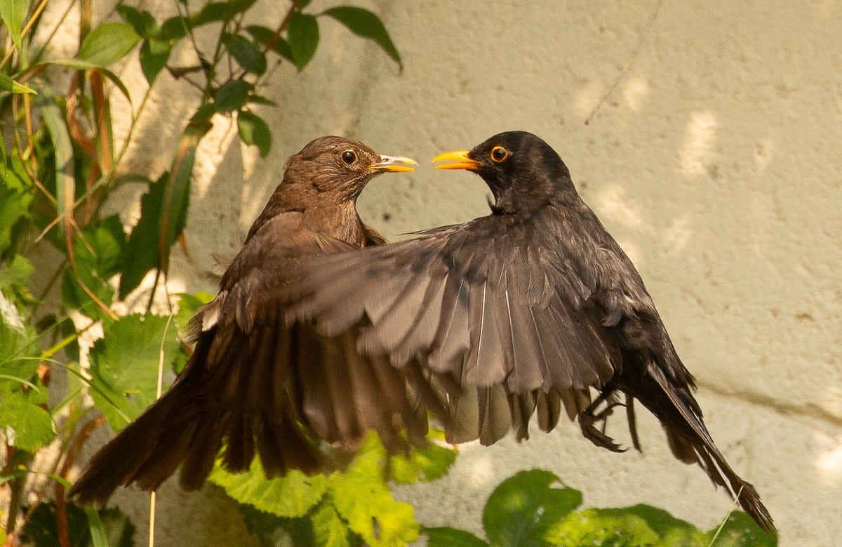 The photographer was able to capture a rare image of two birds close together  (Ben Pulletz)