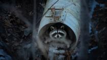 <p>Jill Finney decided to follow her wildlife photography dreams during the COVID-19 pandemic, treating the squirrels and raccoons she came across in her Toronto neighborhood like the large wild animals featured in <i>National Geographic</i>. Her photo "<a href="https://www.picfair.com/pics/016002096-trash-panda" rel="nofollow noopener" target="_blank" data-ylk="slk:Trash Panda;elm:context_link;itc:0;sec:content-canvas" class="link ">Trash Panda</a>" won the Urban Wildlife Photography Awards' Fancy Seeing You Here category.</p>