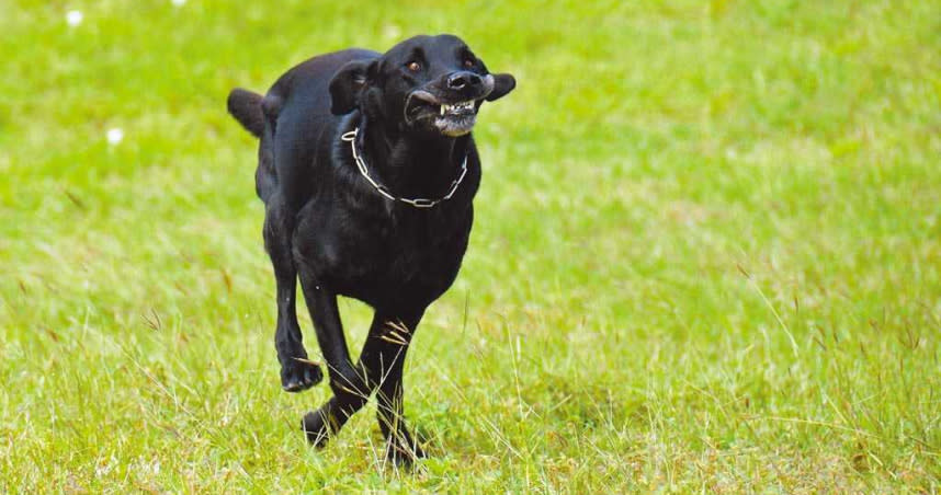 搜救犬「山大」雖然即將屆齡退休，奔跑的英姿還是宛如生龍活虎。（圖／中國時報莊哲權攝）