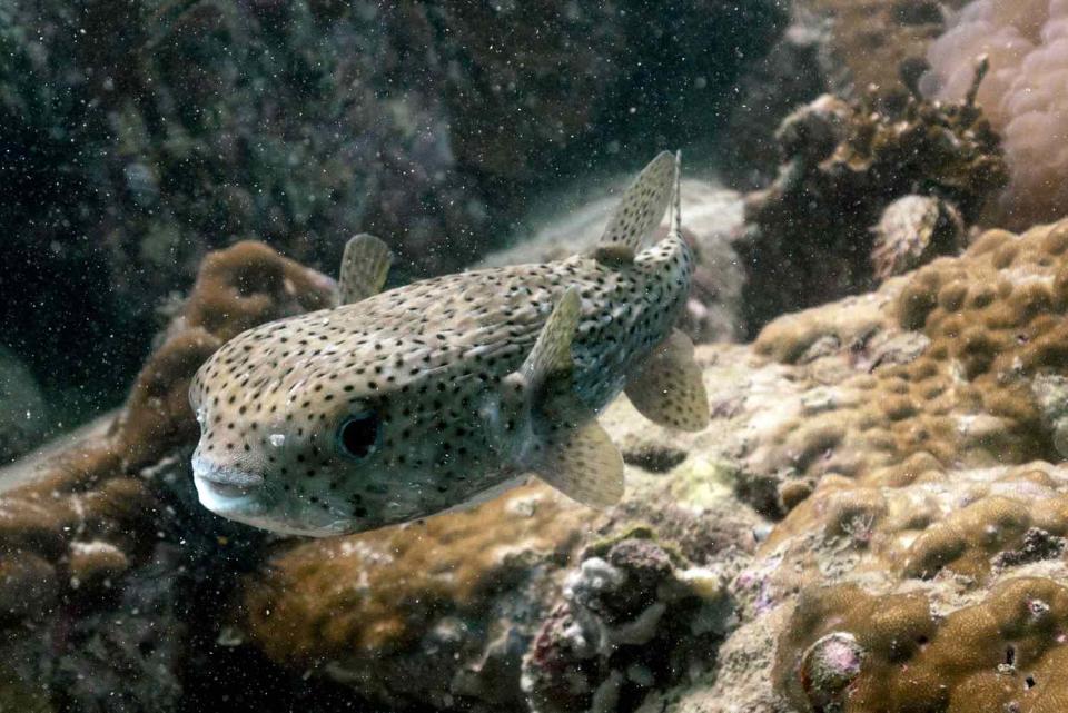 LILLIAN SUWANRUMPHA/AFP via Getty Pufferfish