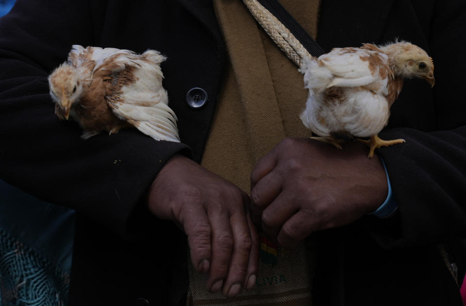 An Aymara man carries two chickens after receiving her certificate during an adult literacy graduation ceremony in Pucarani, Bolivia, Sunday, Dec. 4, 2022. Bolivia's Ministry of Education delivered certificates and two chickens to hundreds of graduating Aymara indigenous people. (AP Photo/Juan Karita)