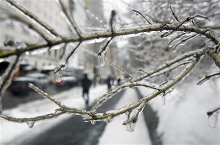 Ice covers a tree branch in Central Park in the rain in New York February 5, 2014. REUTERS/Carlo Allegri
