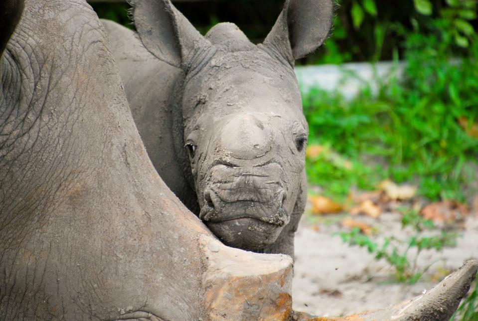 Alissa, a female southern white rhinoceros born Aug. 19 at Lion Country Safari, shares a moment with her mother Anna.