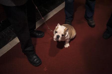 A bulldog puppy is seen at the American Kennel Club (AKC) in New York January 31, 2014. REUTERS/Eric Thayer