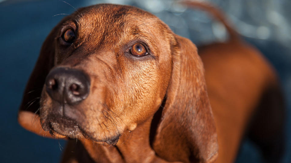 Redbone Coonhound dog