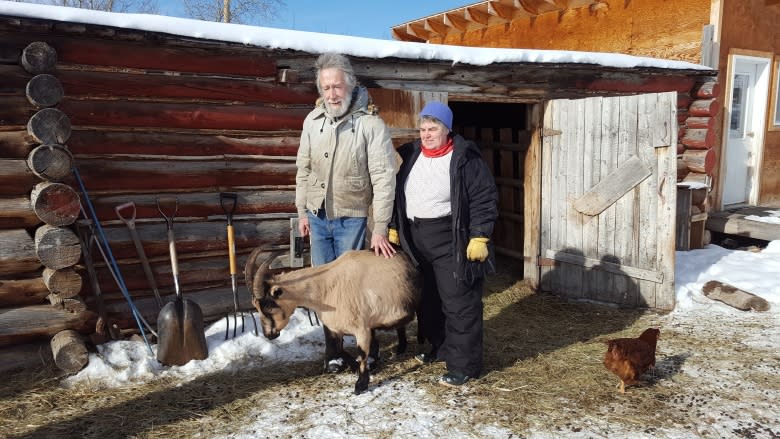 Got milk? Not anymore, say Yukon goat dairy farmers