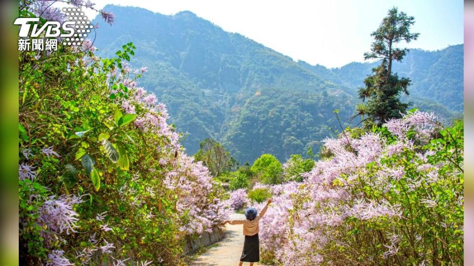 雲林草嶺公路30公里處土地公廟上方，一大片的夢幻紫，美得讓人驚嘆!