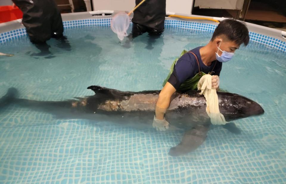 擱淺台南青山漁港的小虎鯨，九日搶救不治死亡。（成大海洋生物及鯨豚研究中心提供）