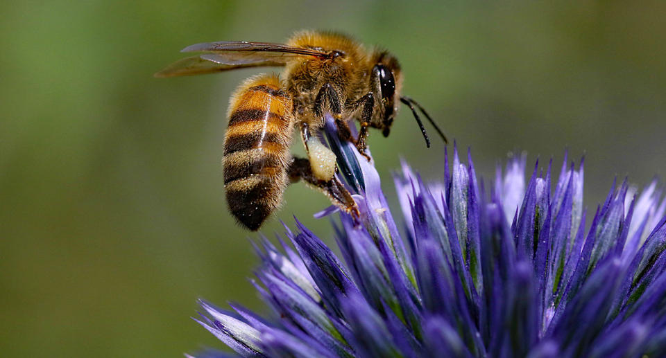 Bees actually have an important job to do for the environment in pollinating plants. Source: Getty