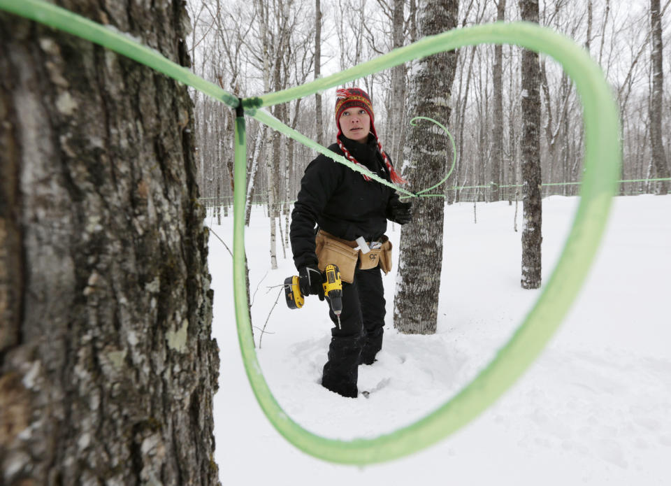 In this photo made Friday, March 21, 2014, Leah Moffitt snowshoes from one tree to another while tapping maples on land owned by the Passamaquoddy tribe near Jackman, Maine. Sap will flow downhill through tubing into a large collection tank. The tribe hopes to build a self-sustaining operation that can create spinoff jobs. (AP Photo/Robert F. Bukaty)