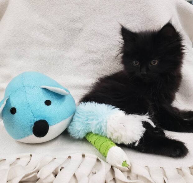 B.C. SPCA in Kelowna is caring for seven-week-old kitten they've named Ivy who's suffering from injuries after reportedly being thrown from a moving car. (BC SPCA / handout - image credit)