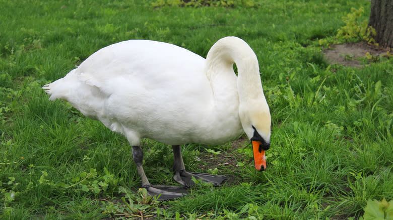 A swan in grass