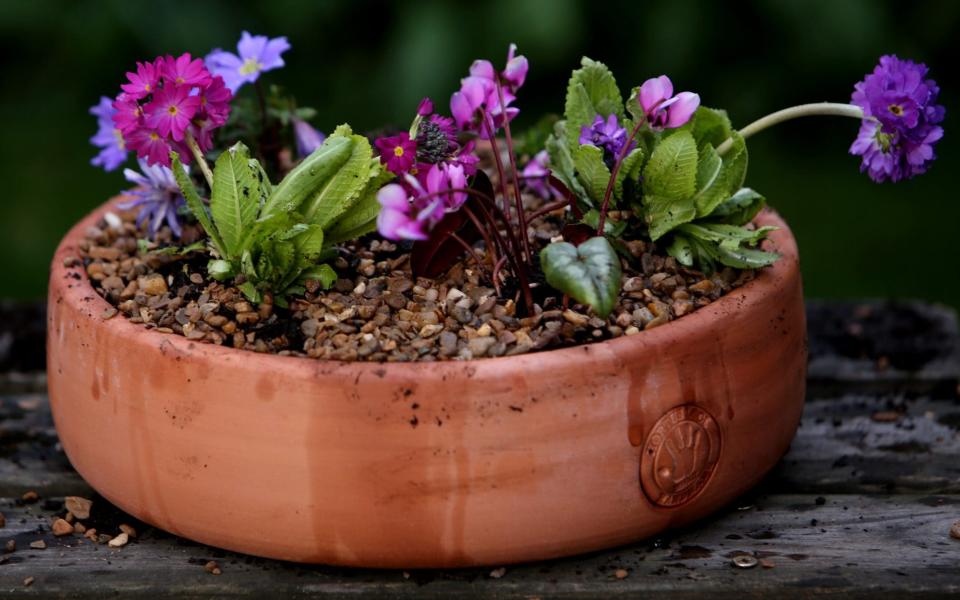  alpine plant pot  - Clara Molden f