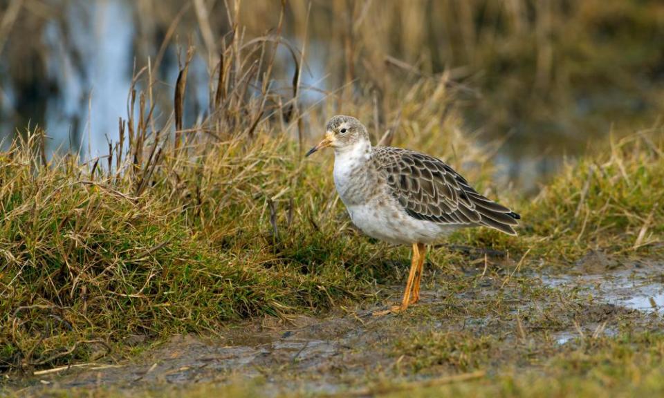 An adult male ruff in winter