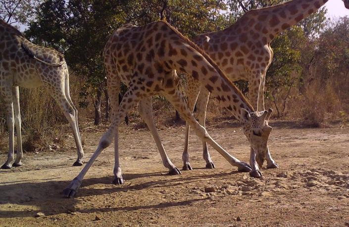 A giraffe in the wild in Cameroon (Bristol Zoological Society/PA)