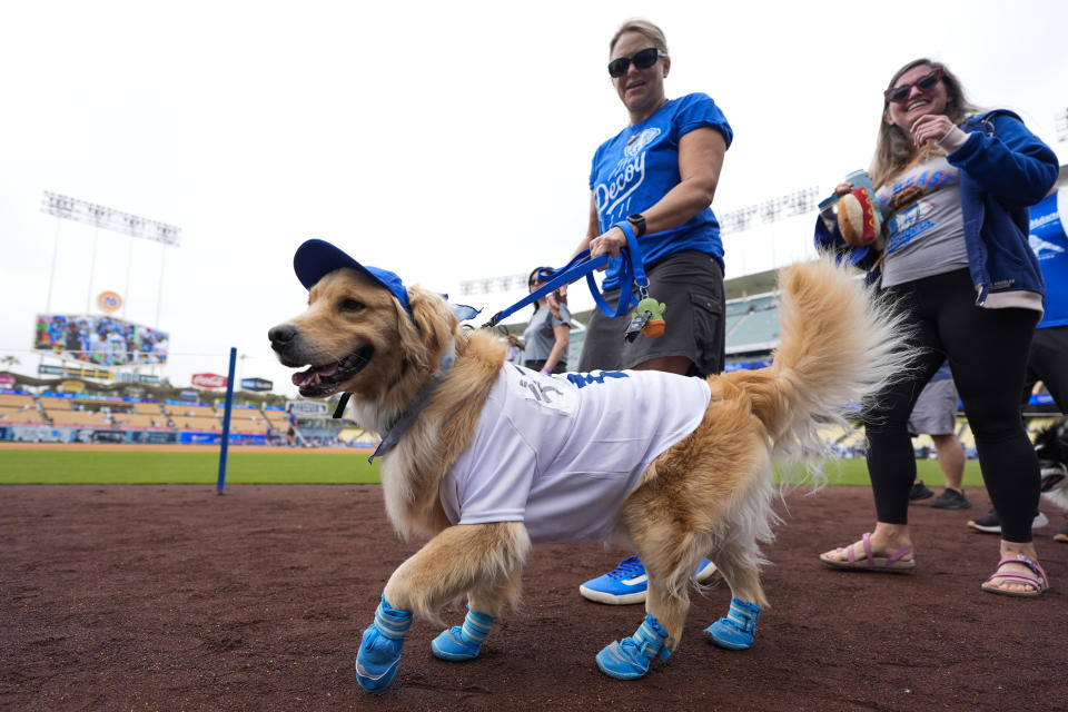 Dogs and their owners walk the warning track before a baseball game between the Colorado Rockies and the Los Angeles Dodgers in Los Angeles, Sunday, June 2, 2024. (AP Photo/Ashley Landis)