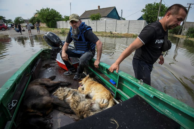 Volunteers evacuate dogs, previously sedated, from a flooded area after the Nova Kakhovka dam breached, in Kherson