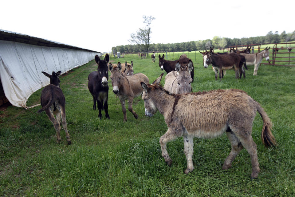 Abandoned donkeys recovered by Keith Gantt and his wife Karla Gantt are seen in Athens, La., Friday, March 16, 2012. Prolonged drought in the southern plains coupled with the nation’s economic slump has taken a heavy toll on the humble donkey. Across east Texas and north Louisiana, farmers whose grazing land has dried up have sold off herds of cattle, putting livestock-tending donkeys out of work and making it too expensive to keep those bought as pets or for other reasons. In the north Louisiana town of Athens, Keith Gantt, who rounds up loose livestock for the Claiborne Parish Sheriff's Office, has hundreds of donkeys he can't give away. He’s had some for two years. (AP Photo/Gerald Herbert)