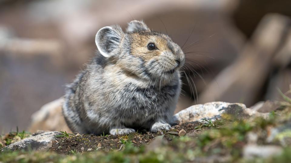 Closeup of fluffy pika in its natural habitat