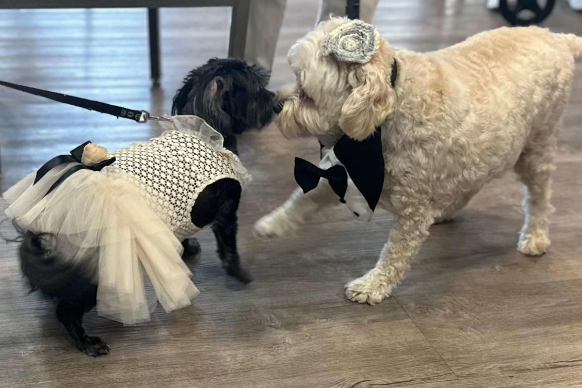 Dogs who fell in love while walking in a retirement home marry in front of 75 wedding guests