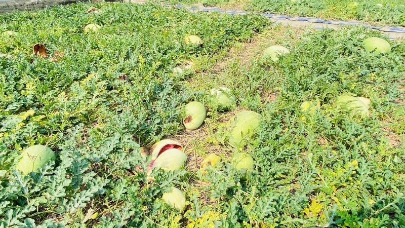 雲林西瓜災損  劉建國爭取天災救助 雲林縣台西、四湖等鄉鎮的西瓜，因為時晴時雨出現 葉面枯黃、少許裂果情況，影響面積約13公頃，民進 黨立委劉建國接獲民眾陳情後，日前與相關單位會 勘，為農民爭取天災救助。 （劉建國提供）   中央社記者姜宜菁傳真  113年5月6日 