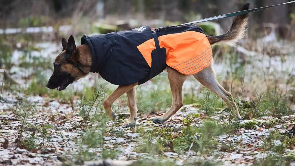 Bundle up your pup with an insulated dog winter coat like this one from Non-stop Dogwear.