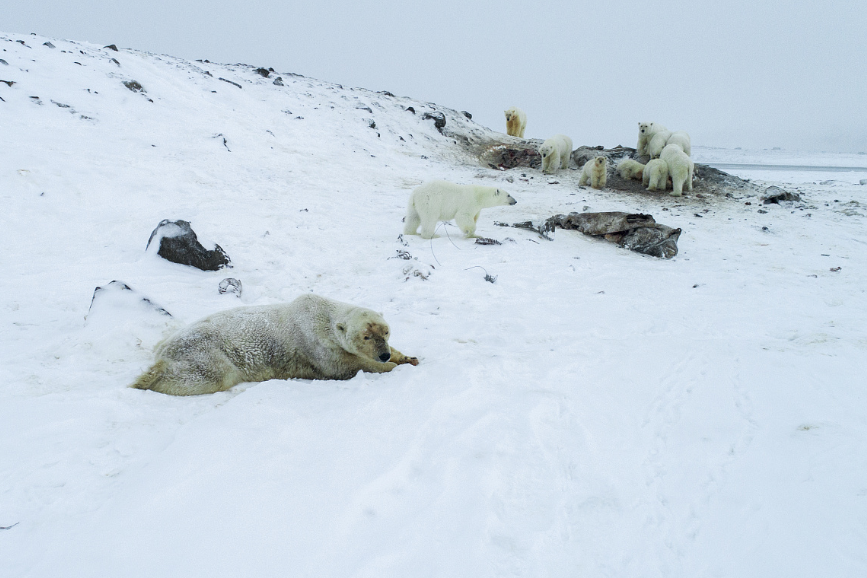 WWF Russia says climate change is to blame for the increasing trend of polar bears visiting the village (Maxim Dyominov / WWF-Russia )