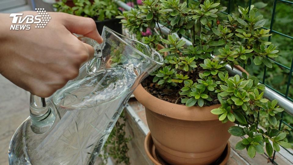 許多人家中會種植花草放在陽台上，定時幫植物澆水。（示意圖／shutterstock 達志影像）