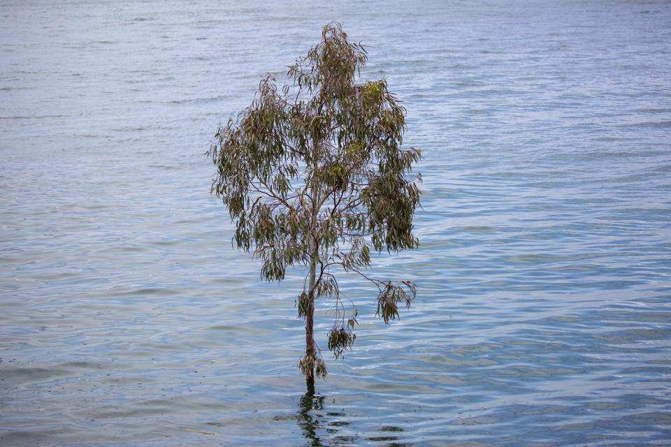 In this Saturday, April 25, 2020 photo, a tree stands where dry land used to be in the Sea of Galilee, locally known as Lake Kinneret. After an especially rainy winter, the Sea of Galilee in northern Israel is at its highest level in two decades, but the beaches and major Christian sites along its banks are empty as authorities imposed a full lockdown. (AP Photo/Ariel Schalit)