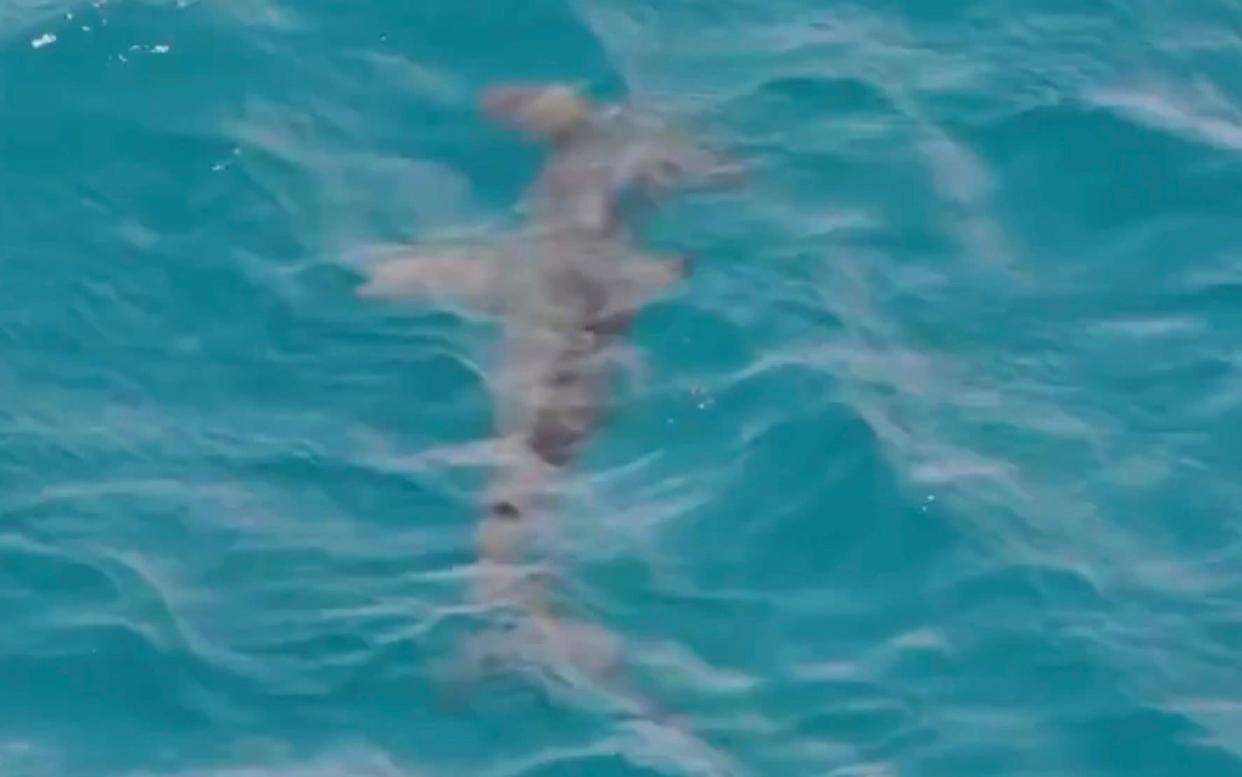 Hammerhead shark