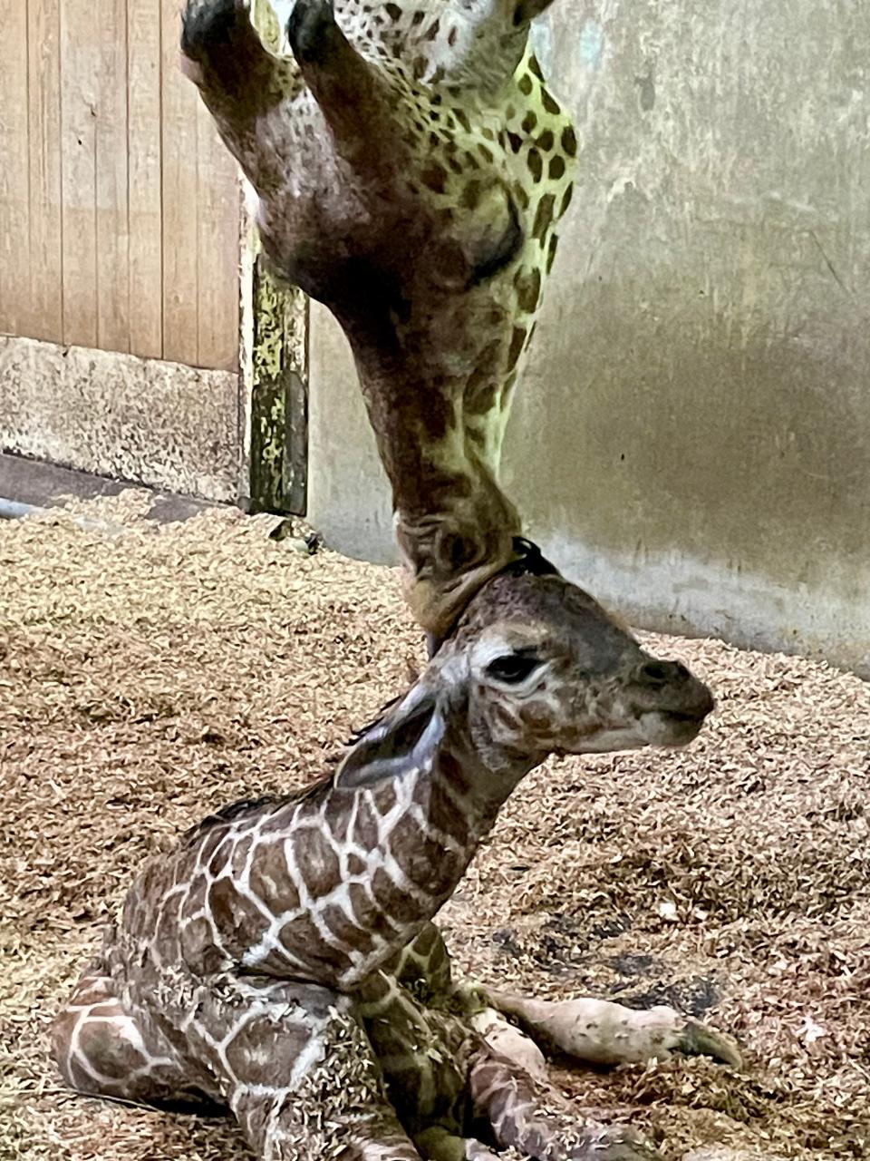 Fitz, the baby reticulated giraffe born at the Memphis Zoo on April 2, gets a nuzzle from his mom, Wendy. Fitz is Wendy's fourth calf and was born weighing 150 pounds.