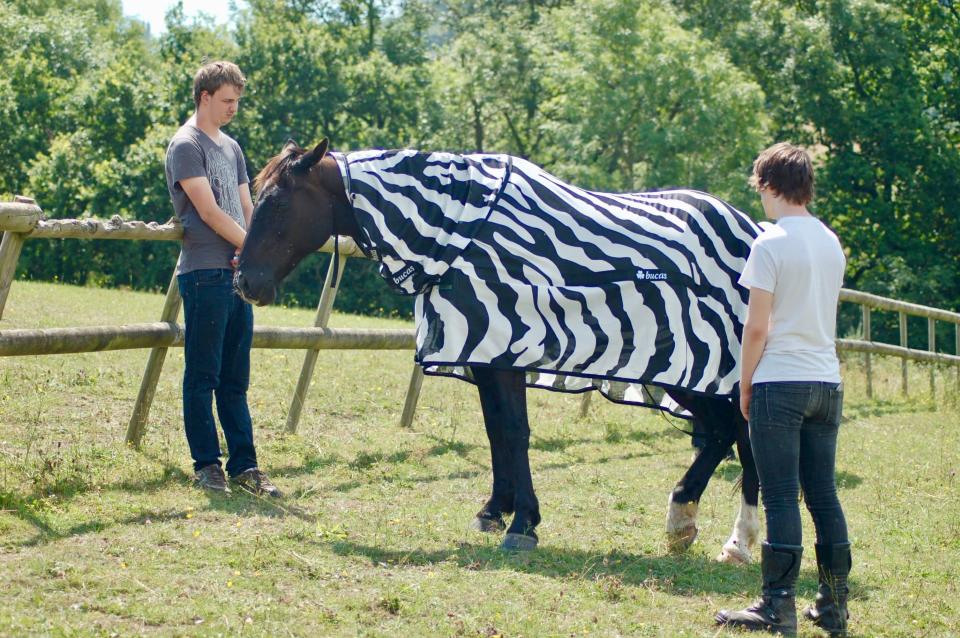 <em>Scientists conducted an unusual experiment involving zebras and horses dressed in black and white striped coats (Picture: PA)</em>