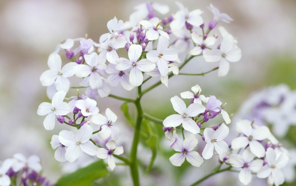 Lunaria rediviva - GAP Photos/Dianna Jazwinski