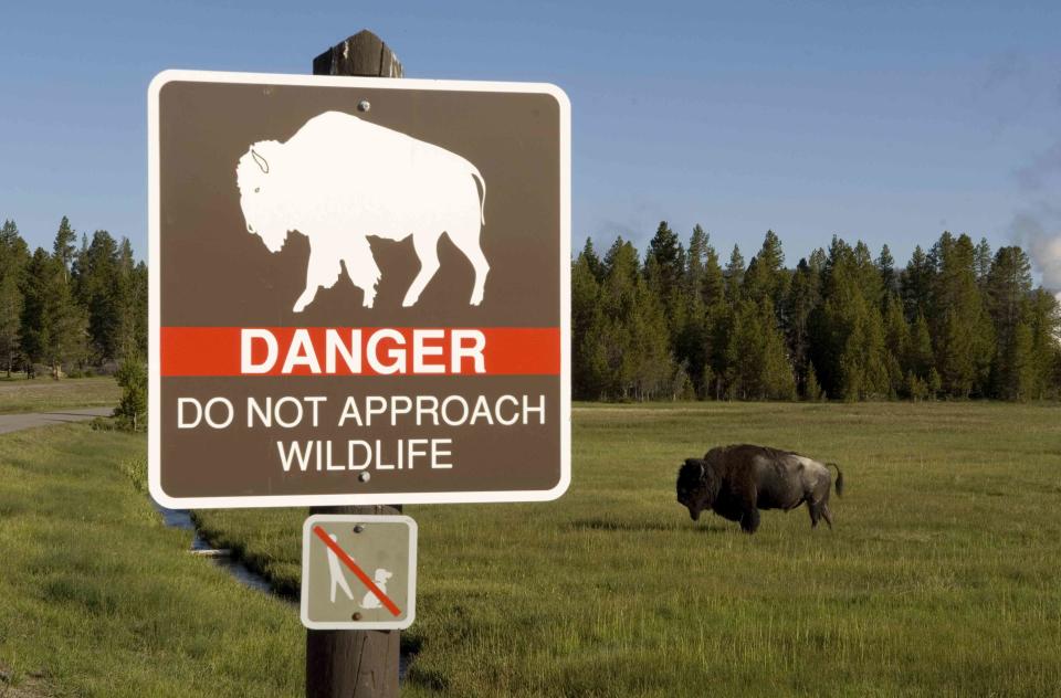 <p>Getty Images</p> Bison in Yellowstone National Park field