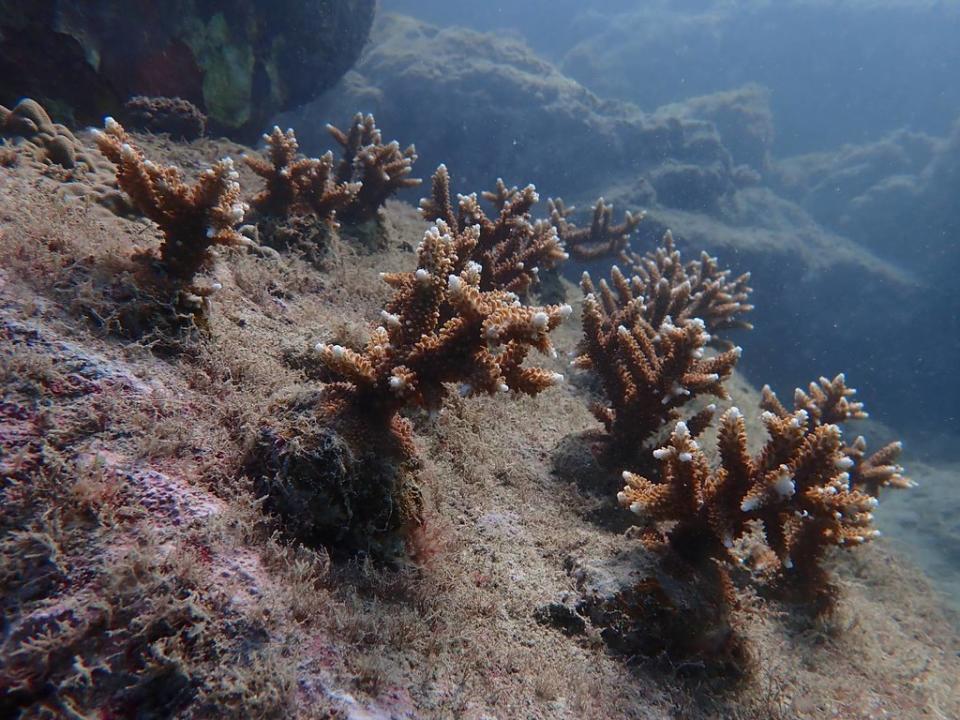 縣府在小琉球進行珊瑚復育。圖片來源：屏東縣政府