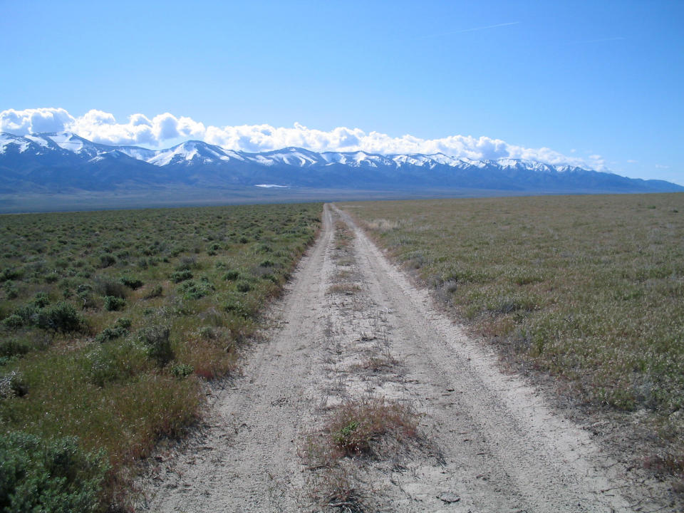 This 2005 photo provided by Bethany Bradley shows cheatgrass, at right, invading shrubs, left, near Lovelock, Nev. A new study finds that for much of the United States, invasive grass species, such as cheatgrass, are making wildfires more frequent, especially in fire-prone California. (Bethany Bradley/University of Massachusetts via AP)