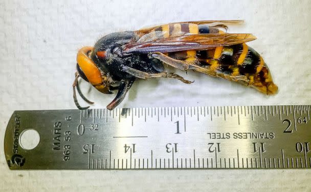 PHOTO: In this July 29, 2020, an Asian giant hornet, dubbed the 'murder hornet', which was trapped in Birch Bay, Washington on July 14, is shown in Olympia, Washington. (Chris Looney/WSDA via Reuters, FILE)