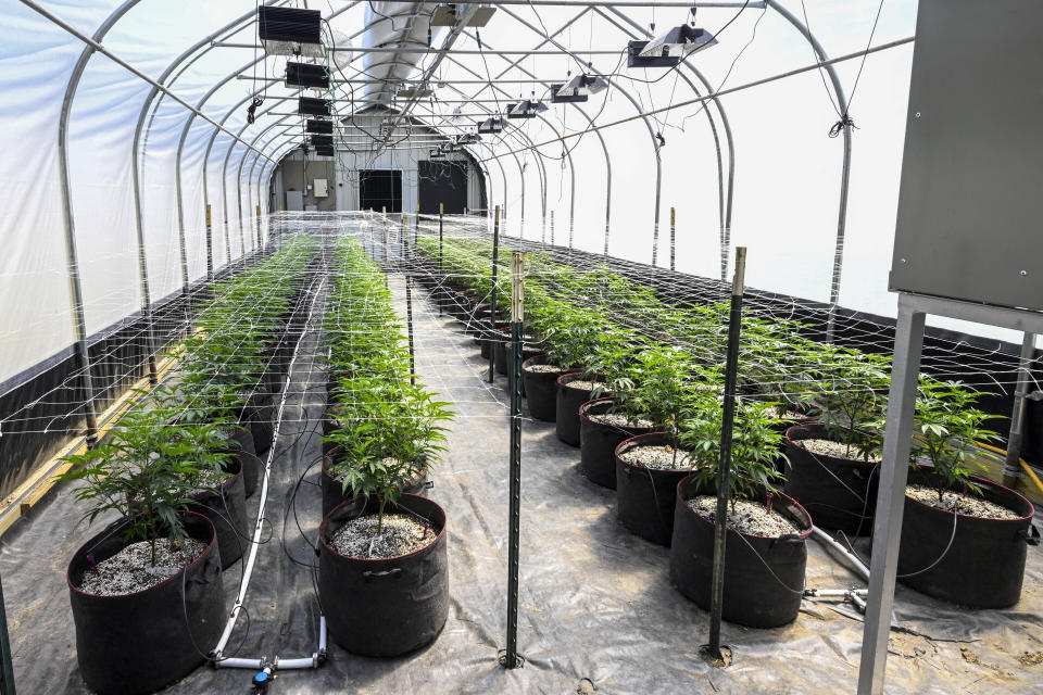 FILE - Marijuana plants are seen at a secured growing facility in Washington county, N.Y., May 12, 2023. A New York judge blocked the state's retail marijuana licensing program, Friday, Aug. 18, 2023, dealing a devastating blow to the fledgling marketplace after a group of veterans sued over rules that allowed people with drug convictions to open the first dispensaries. (AP Photo/Hans Pennink, File)