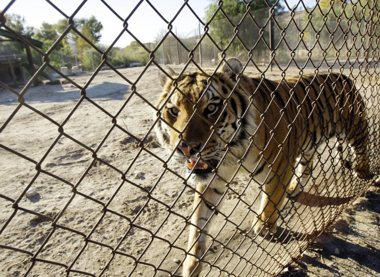 <span class="caption">Many breeders say they're stewards of conservation, but no captive tiger has ever been released into the wild.</span> <span class="attribution"><a class="link " href="http://www.apimages.com/metadata/Index/Tiger-Attack/836b7b25a7e947b79635b32f85d3894a/99/0" rel="nofollow noopener" target="_blank" data-ylk="slk:AP Photo/Kevork Djansezian;elm:context_link;itc:0;sec:content-canvas">AP Photo/Kevork Djansezian</a></span>