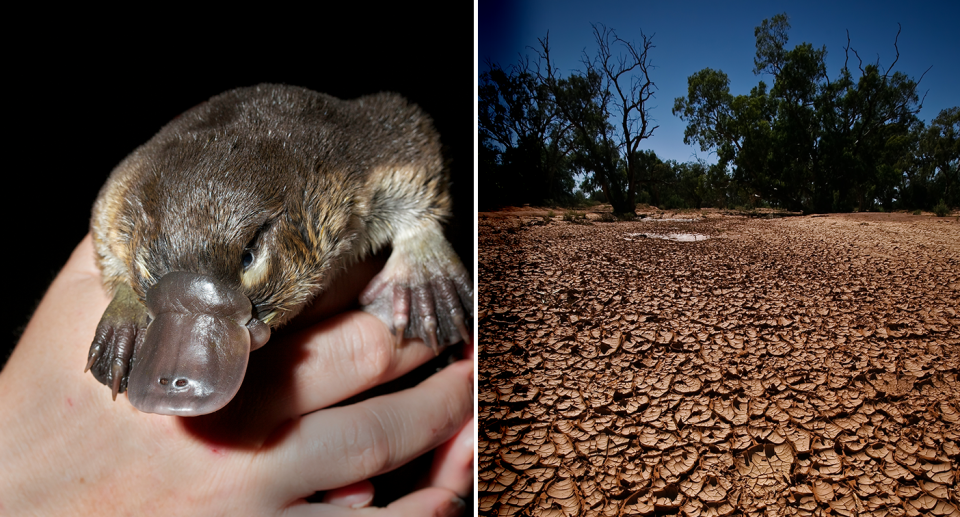 Left. A platypus in a human hand. Right. A dry, cracked, drought affected paddock.