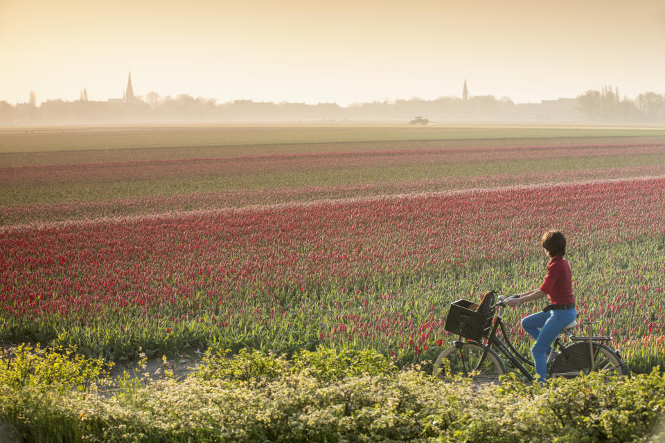 Pays-Bas (Crédit : Getty Images)
