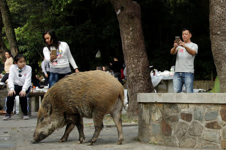 People point their phones at a wild boar foraging near barbecue pits at the Aberdeen Country Park in Hong Kong, China January 27, 2019. REUTERS/Jayson Albano