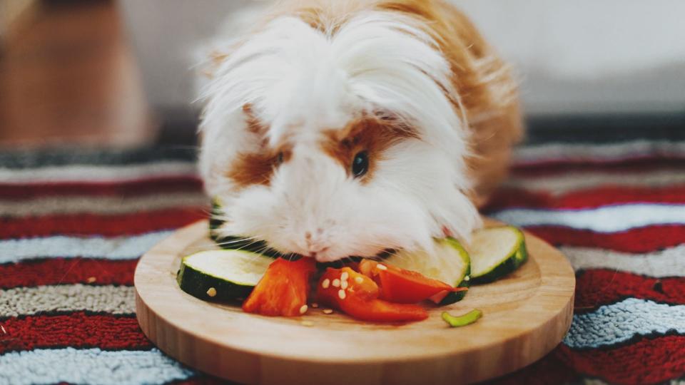 Guinea pig