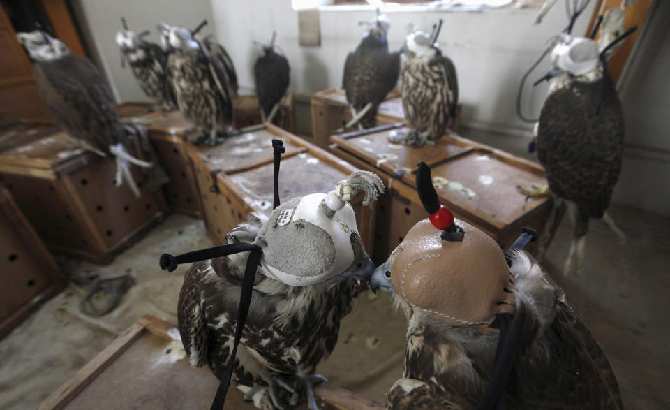 <p>Falcons are seen at the offices of Sindh Wildlife Police after they were seized in Karachi, Pakistan October 13, 2015. Twenty-two falcons worth one million rupees ($9,600) each were seized by the Rangers paramilitary force after they were discovered during a snap inspection along a toll booth, as they were being smuggled from Peshawar to Karachi. The birds were later handed over to Sindh Wildlife Department, reported local media. (Photo: Akhtar Soomro/Reuters) </p>