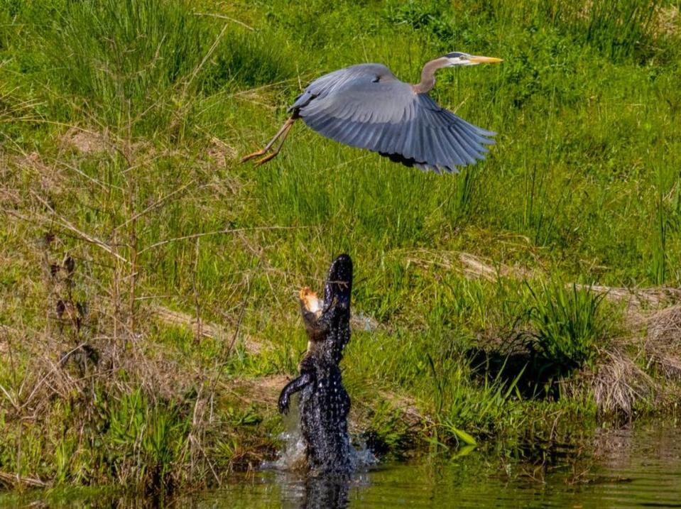 An alligator apparently trying to protect its eggs lashes out at a blue heron in March 2023 at a lagoon near the fourth hole of the Hidden Cypress golf course in Sun City. Ron Stoor, a nearby resident, said he saw the alligator on the bank and got his camera ready to capture the action.