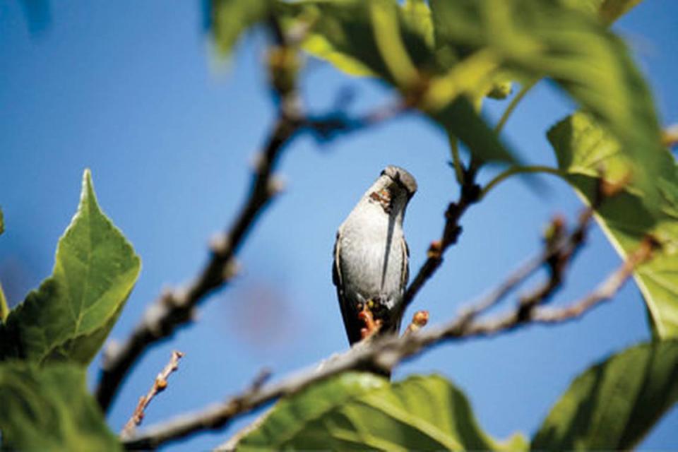 A hummingbird checks out the camera in Paso Robles.